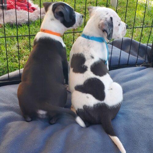 RIVER, Adoptable, Puppy Male Bull Terrier & Mixed Breed.