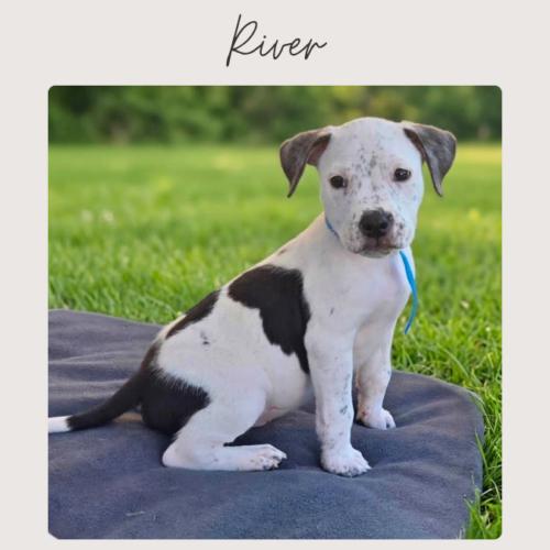 Enlarge RIVER, a Adoptable mixed breed in San Juan Capistrano, CA image 2/6