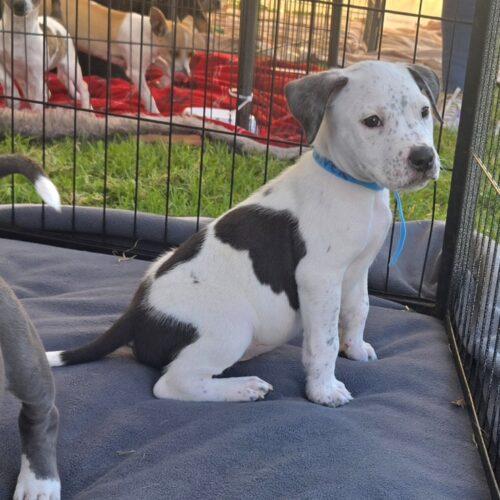 Enlarge RIVER, a Adoptable mixed breed in San Juan Capistrano, CA image 3/6