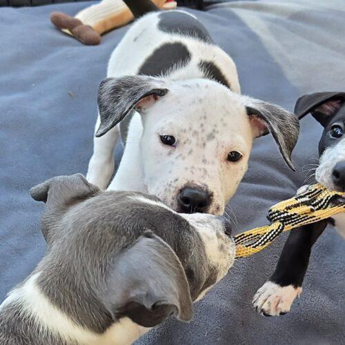 Enlarge RIVER, a Adoptable mixed breed in San Juan Capistrano, CA image 4/6