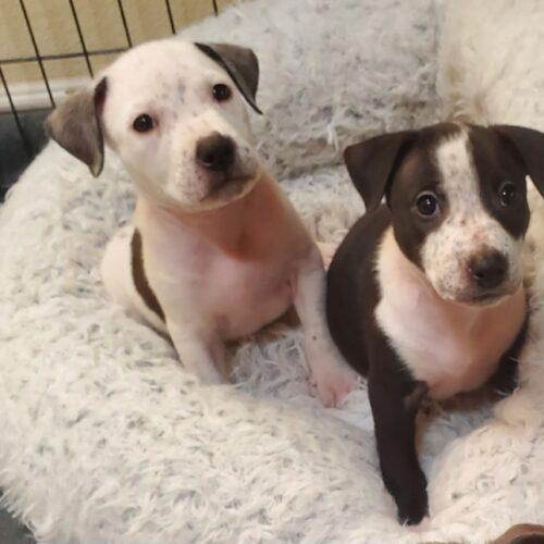 Enlarge RIVER, a Adoptable mixed breed in San Juan Capistrano, CA image 5/6
