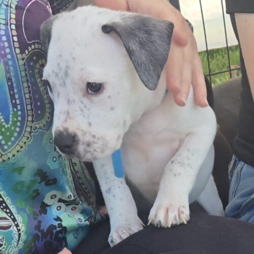 Enlarge RIVER, a Adoptable mixed breed in San Juan Capistrano, CA image 6/6