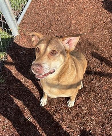 Enlarge VALERIE, a Adoptable mixed breed in Panama City, FL image 1/1