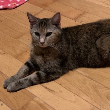 Julia, a Adoptable Domestic Short Hair in Sparta, WI image 1/3