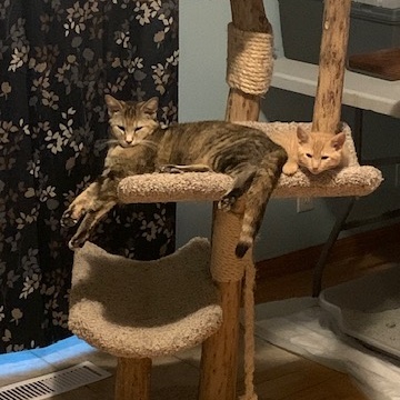 Julia, a Adoptable Domestic Short Hair in Sparta, WI image 2/3