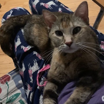 Julia, a Adoptable Domestic Short Hair in Sparta, WI image 3/3