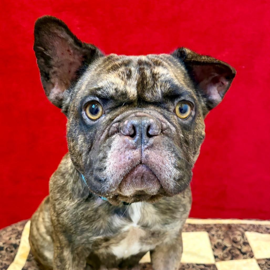 Mocha, Adoptable, Adult Female French Bulldog.