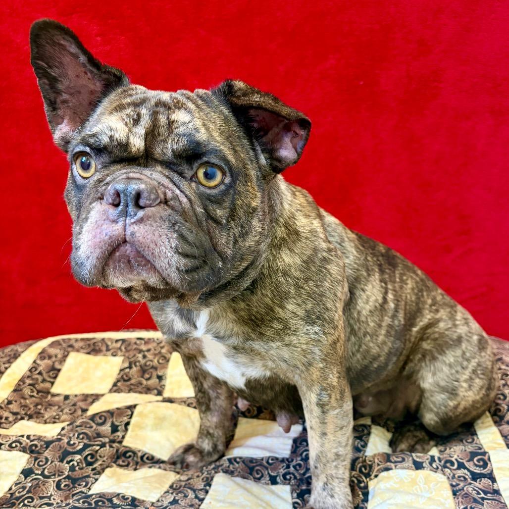 Enlarge Mocha, a Adoptable French Bulldog in Pekin, IL image 2/5