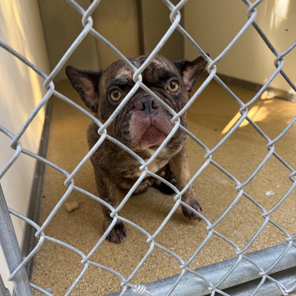 Enlarge Mocha, a Adoptable French Bulldog in Pekin, IL image 3/5