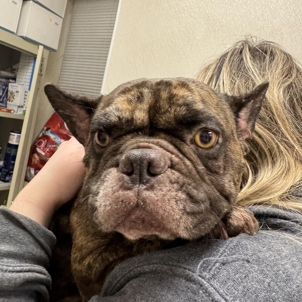 Enlarge Mocha, a Adoptable French Bulldog in Pekin, IL image 4/5
