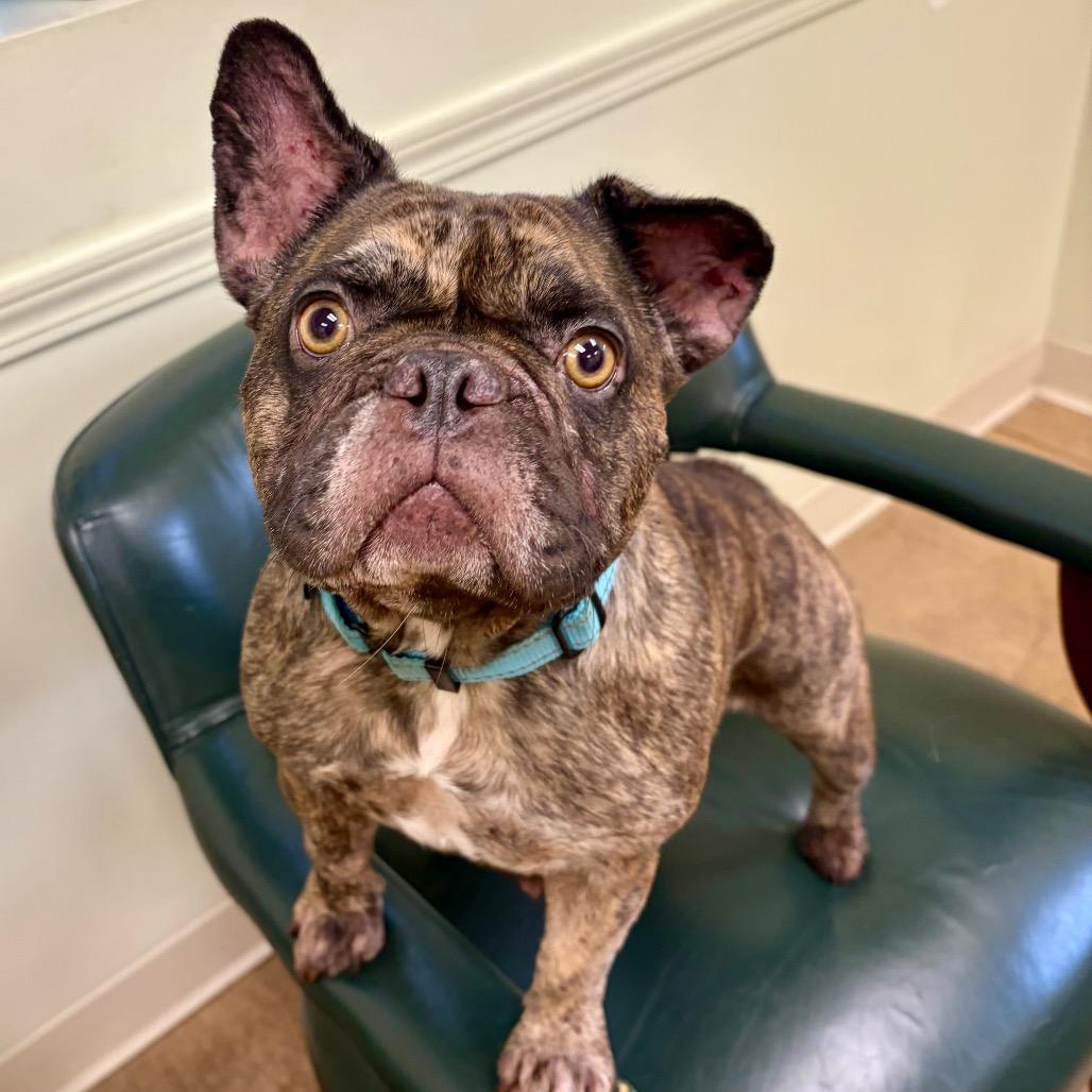 Enlarge Mocha, a Adoptable French Bulldog in Pekin, IL image 5/5