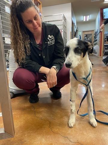 Enlarge Lakona, a Adoptable mixed breed in The Woodlands, TX image 2/6