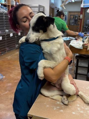 Enlarge Lakona, a Adoptable mixed breed in The Woodlands, TX image 3/6