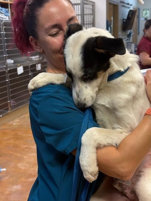 Enlarge Lakona, a Adoptable mixed breed in The Woodlands, TX image 4/6