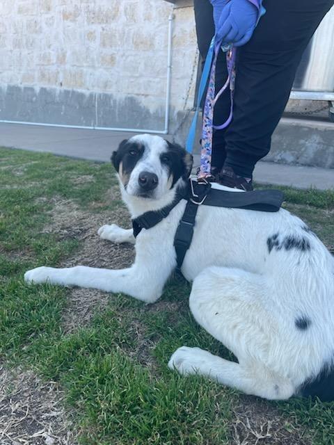 Enlarge Lakona, a Adoptable mixed breed in The Woodlands, TX image 5/6