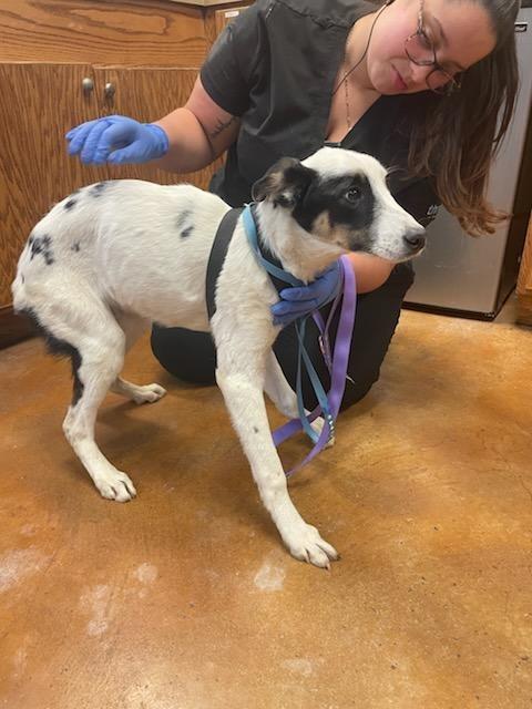 Enlarge Lakona, a Adoptable mixed breed in The Woodlands, TX image 6/6