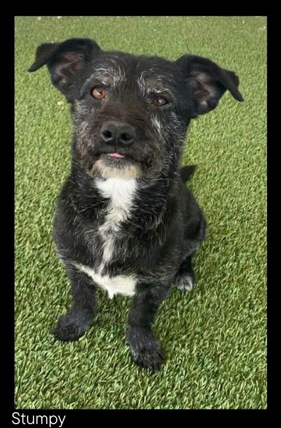 Stumpy, Adoptable, Adult Male Terrier.