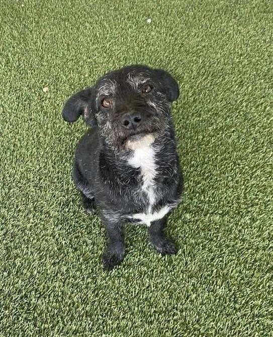 Enlarge Stumpy, a Adoptable Terrier in Chino Valley, AZ image 2/3