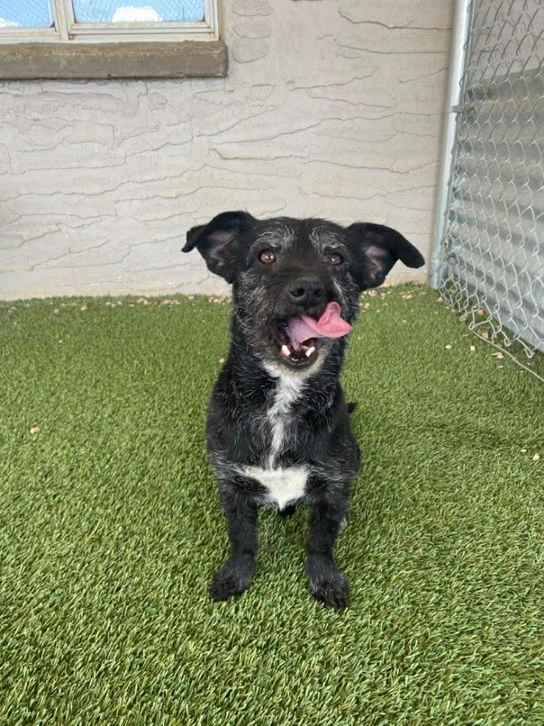 Enlarge Stumpy, a Adoptable Terrier in Chino Valley, AZ image 3/3