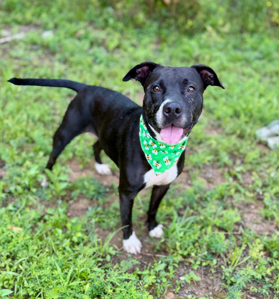 Xena, Adoptable, Adult Female Mixed Breed.