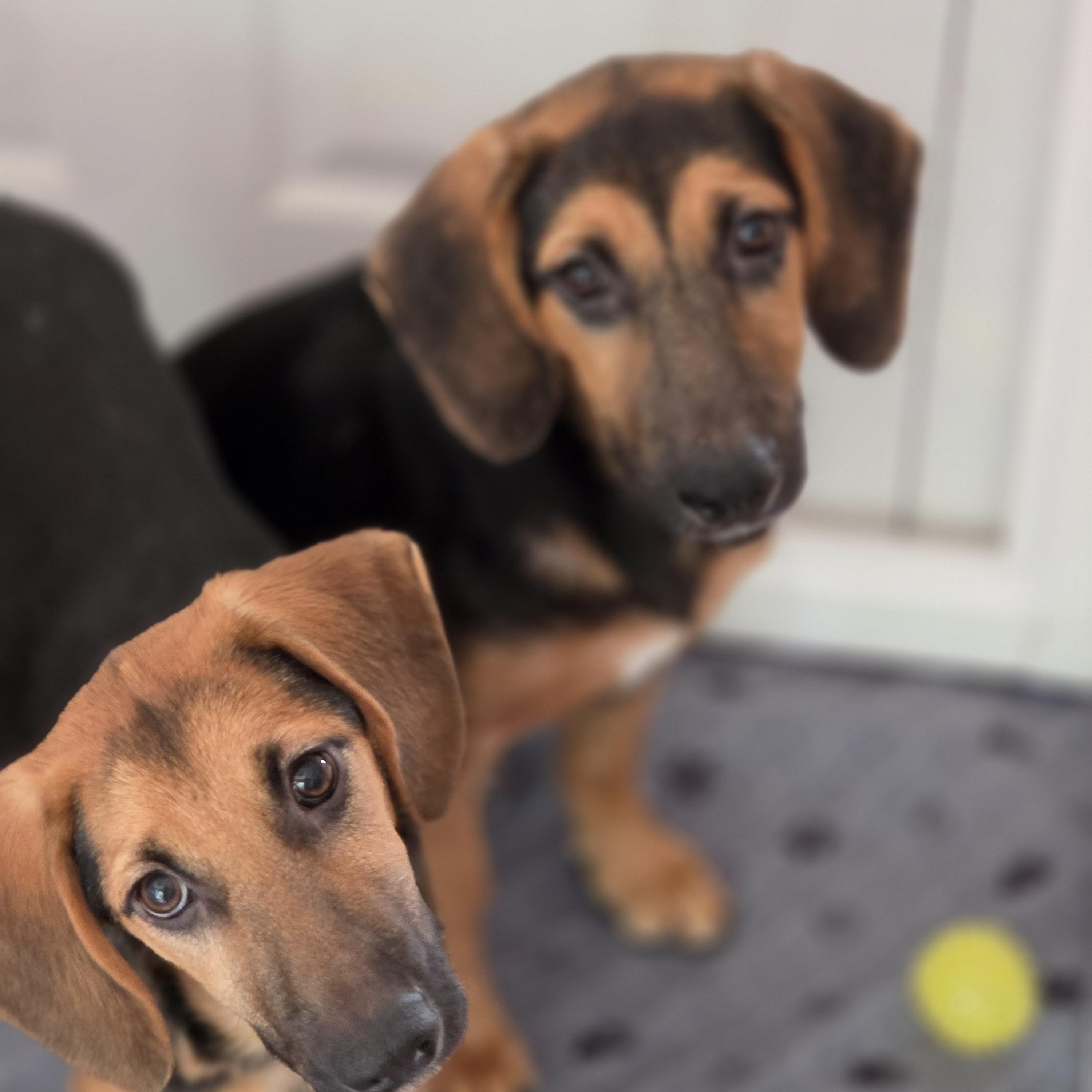 Enlarge Willow, a Adoptable mixed breed in Blairstown, NJ image 4/4