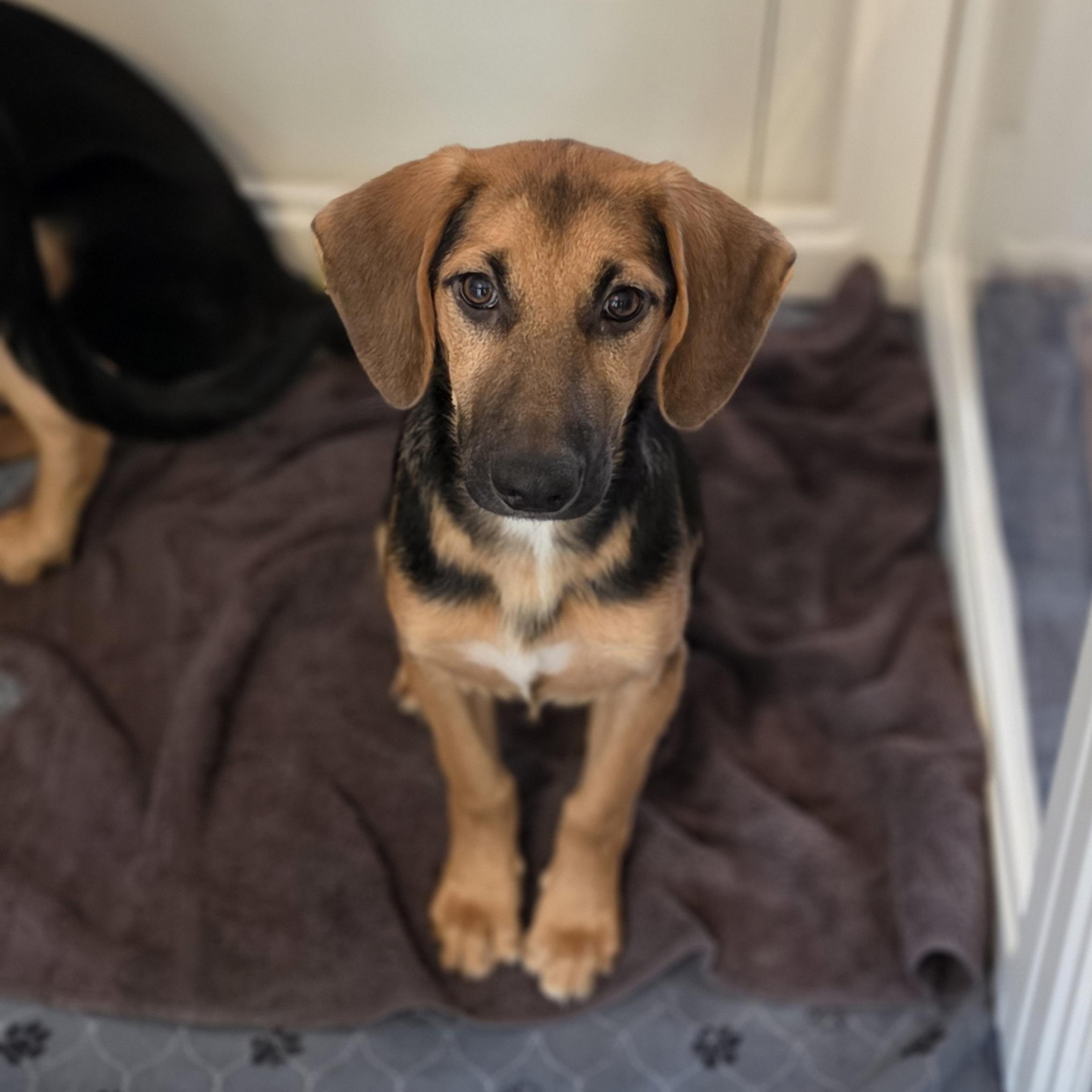 Enlarge Willow, a Adoptable mixed breed in Blairstown, NJ image 2/4