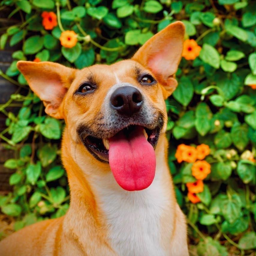 Halle, Adoptable, Young Female Corgi & Beagle.