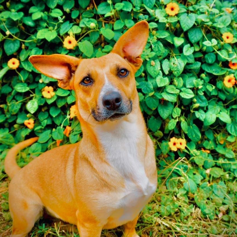 Enlarge Halle, a Adoptable mixed breed in San Diego, CA image 2/5