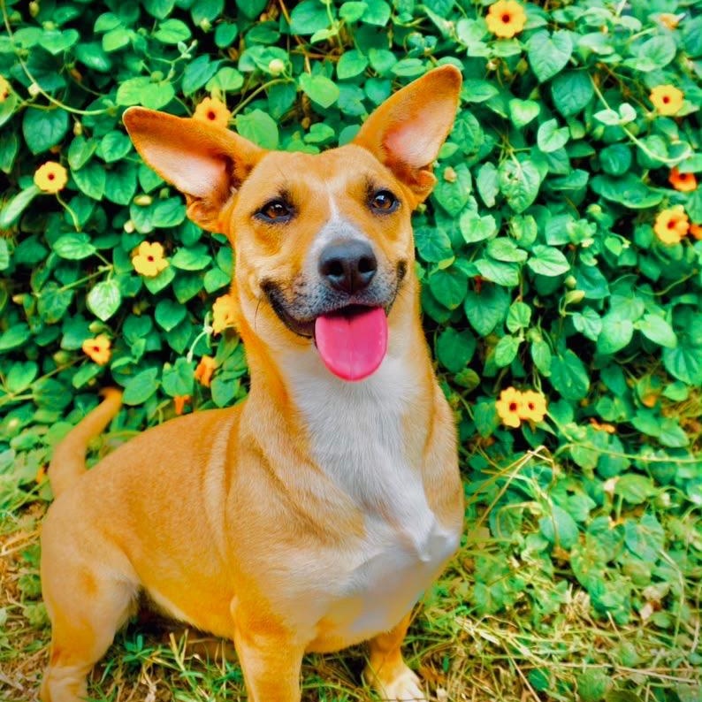 Enlarge Halle, a Adoptable mixed breed in San Diego, CA image 3/5