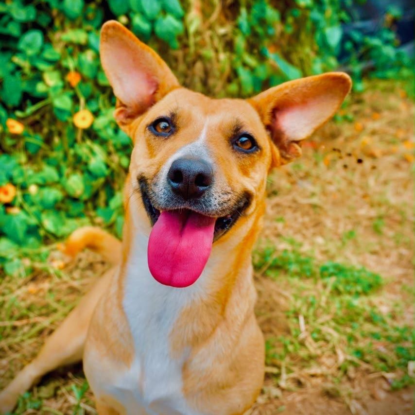 Enlarge Halle, a Adoptable mixed breed in San Diego, CA image 5/5