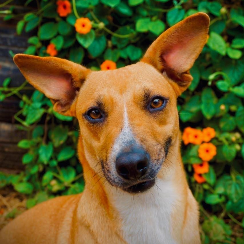 Enlarge Halle, a Adoptable mixed breed in San Diego, CA image 4/5