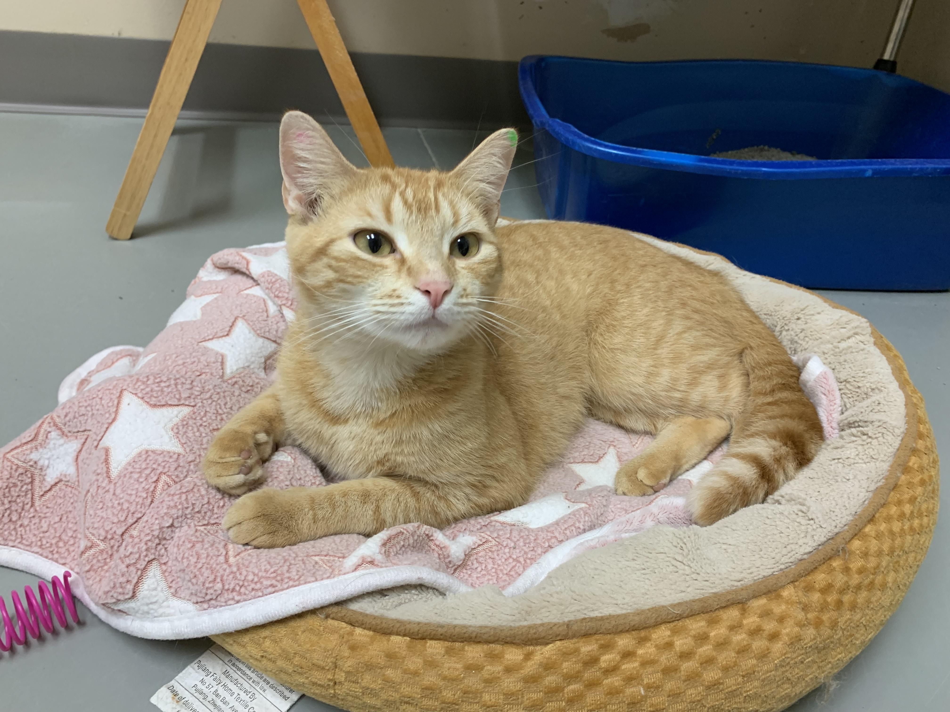 Enlarge Lexi, a Adopted mixed breed in Terryville, CT image 5/6