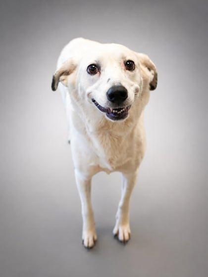 Nova, Adoptable, Adult Female Australian Shepherd & Mixed Breed.