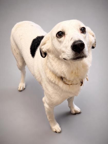 Nova, a Adoptable mixed breed in Bowling Green, KY image 2/2