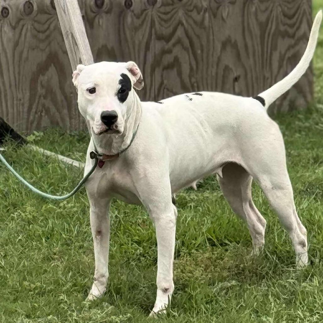 Enlarge Molly, a Adoptable Mixed Breed in Dickinson, TX image 1/6