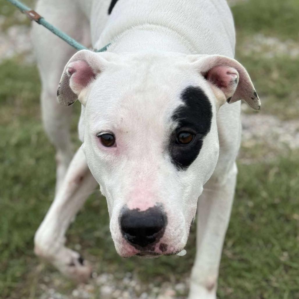 Enlarge Molly, a Adoptable Mixed Breed in Dickinson, TX image 2/6
