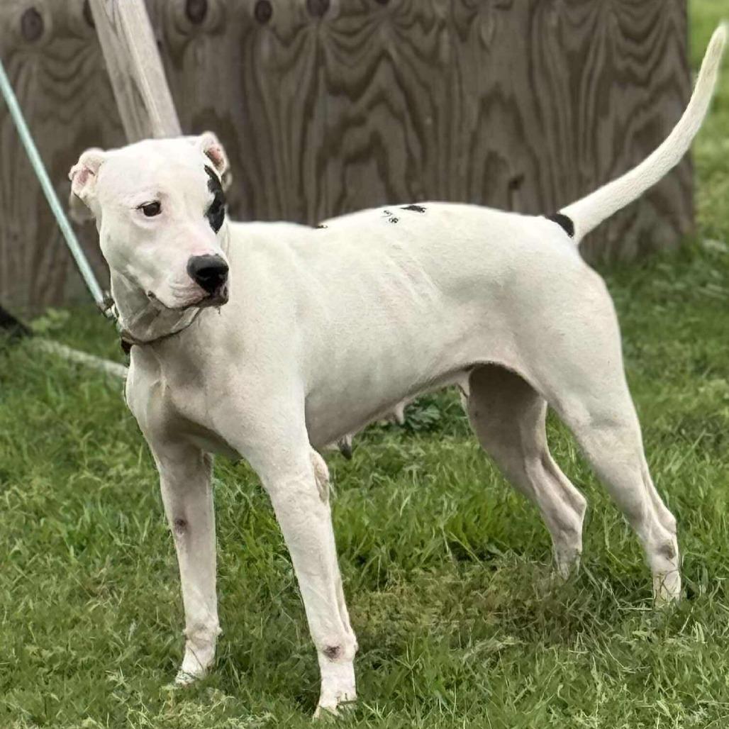 Enlarge Molly, a Adoptable Mixed Breed in Dickinson, TX image 3/6