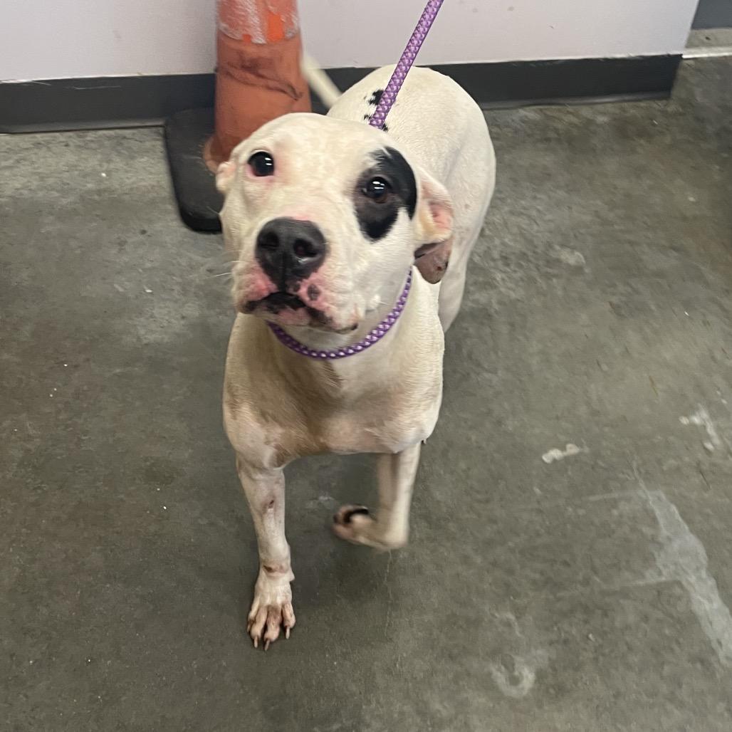 Enlarge Molly, a Adoptable Mixed Breed in Dickinson, TX image 4/6