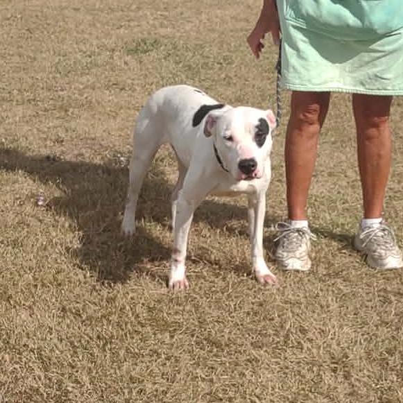 Enlarge Molly, a Adoptable Mixed Breed in Dickinson, TX image 6/6