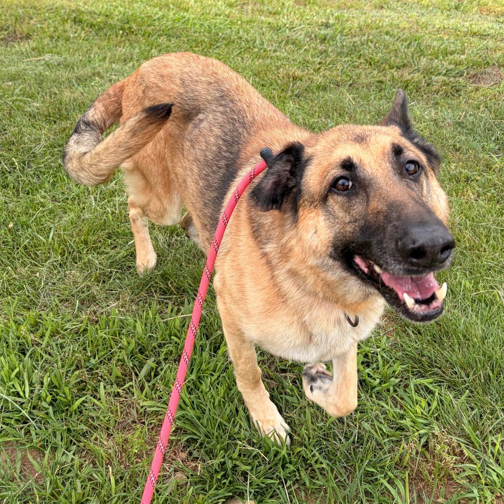 Laika, a Adoptable German Shepherd Dog in Franklin, NC image 2/6