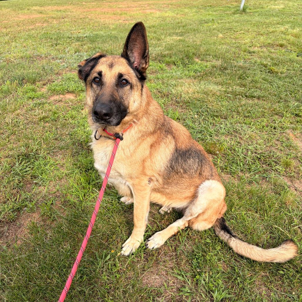 Laika, a Adoptable German Shepherd Dog in Franklin, NC image 3/6