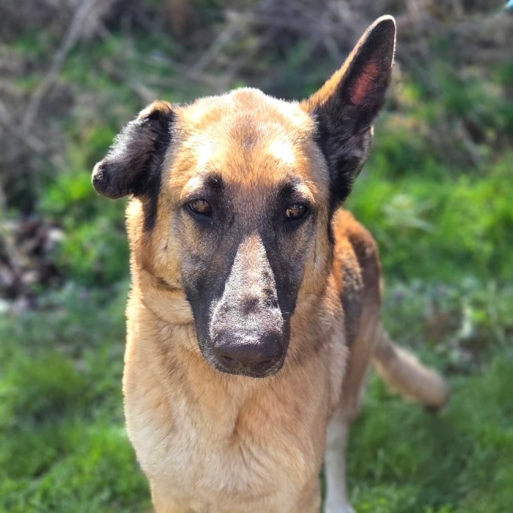 Laika, a Adoptable German Shepherd Dog in Franklin, NC image 4/6