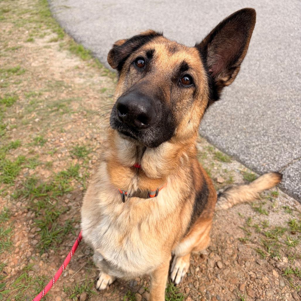 Laika, a Adoptable German Shepherd Dog in Franklin, NC image 6/6