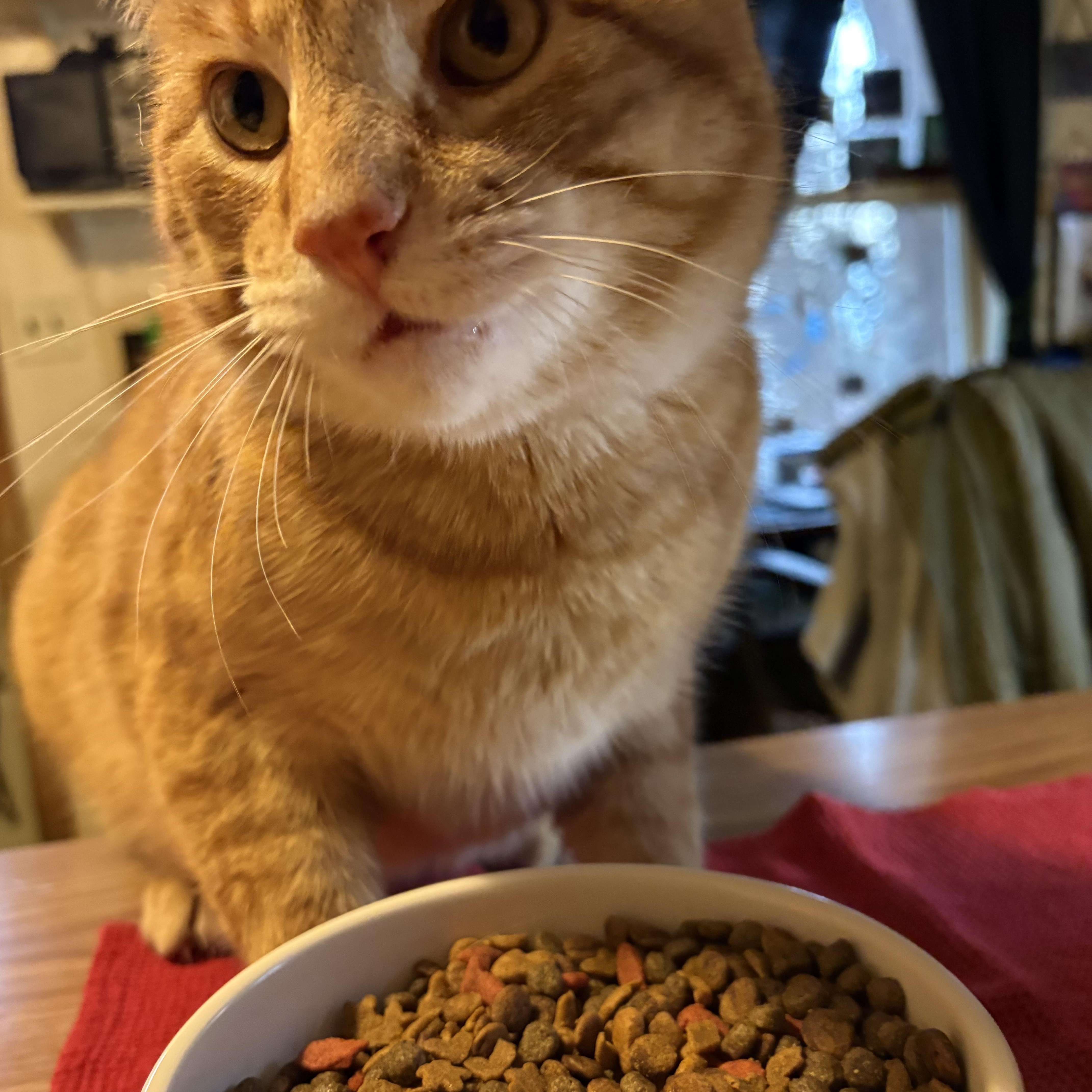 Enlarge Clyde, a Adoptable Domestic Short Hair in Woodville , WI image 4/6