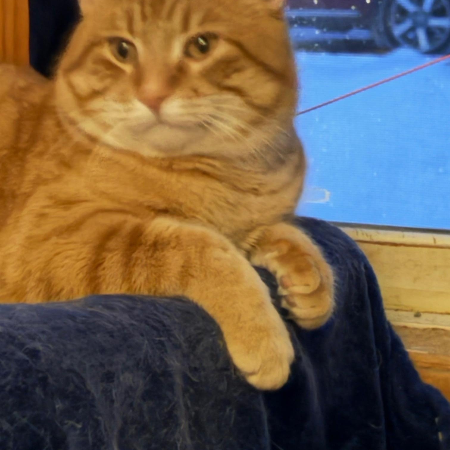 Enlarge Clyde, a Adoptable Domestic Short Hair in Woodville , WI image 6/6