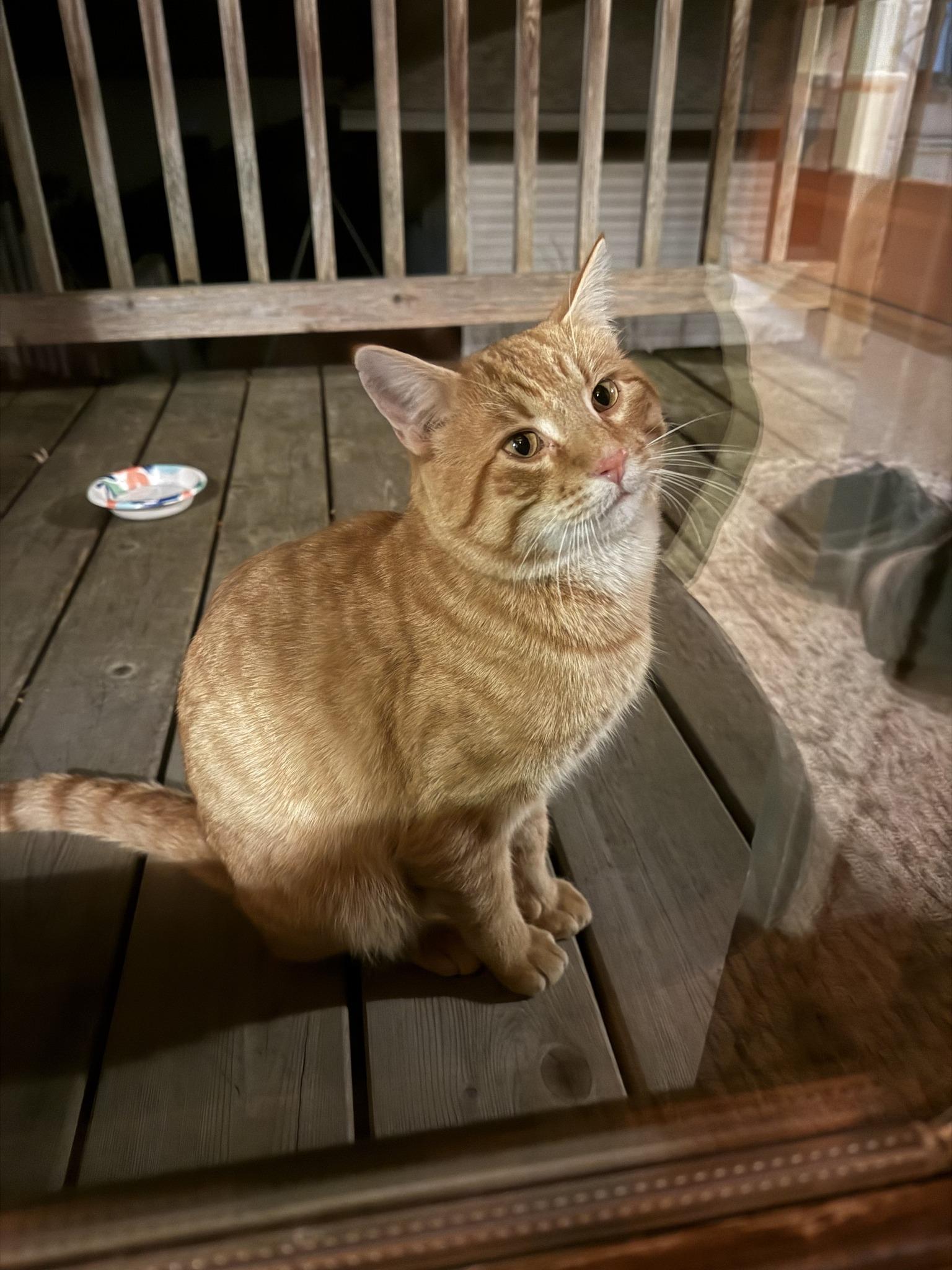 Enlarge Clyde, a Adoptable Domestic Short Hair in Woodville , WI image 1/6