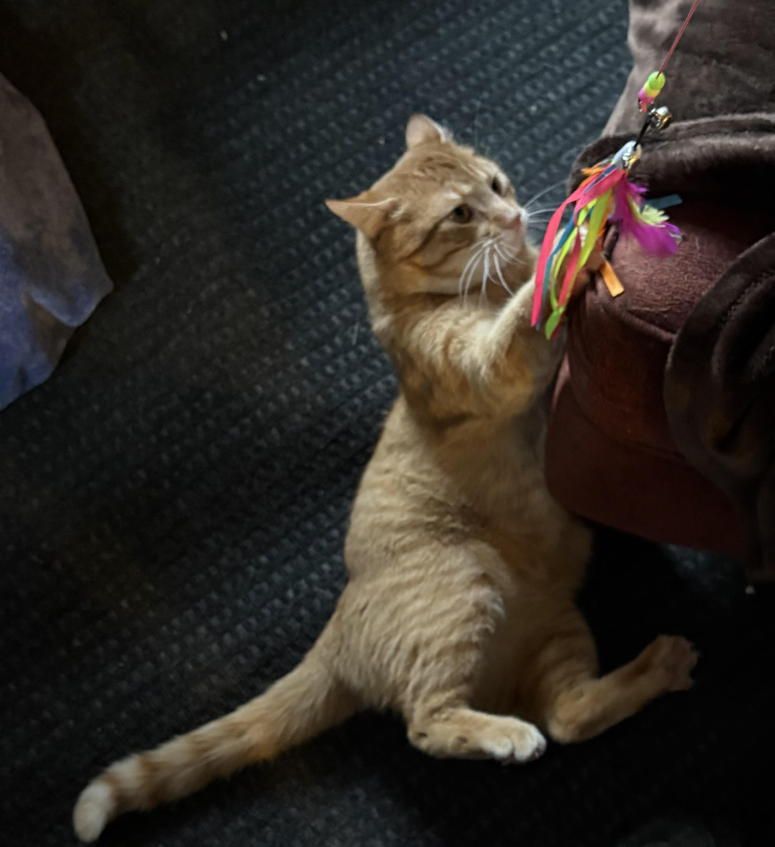 Enlarge Clyde, a Adoptable Domestic Short Hair in Woodville , WI image 3/6