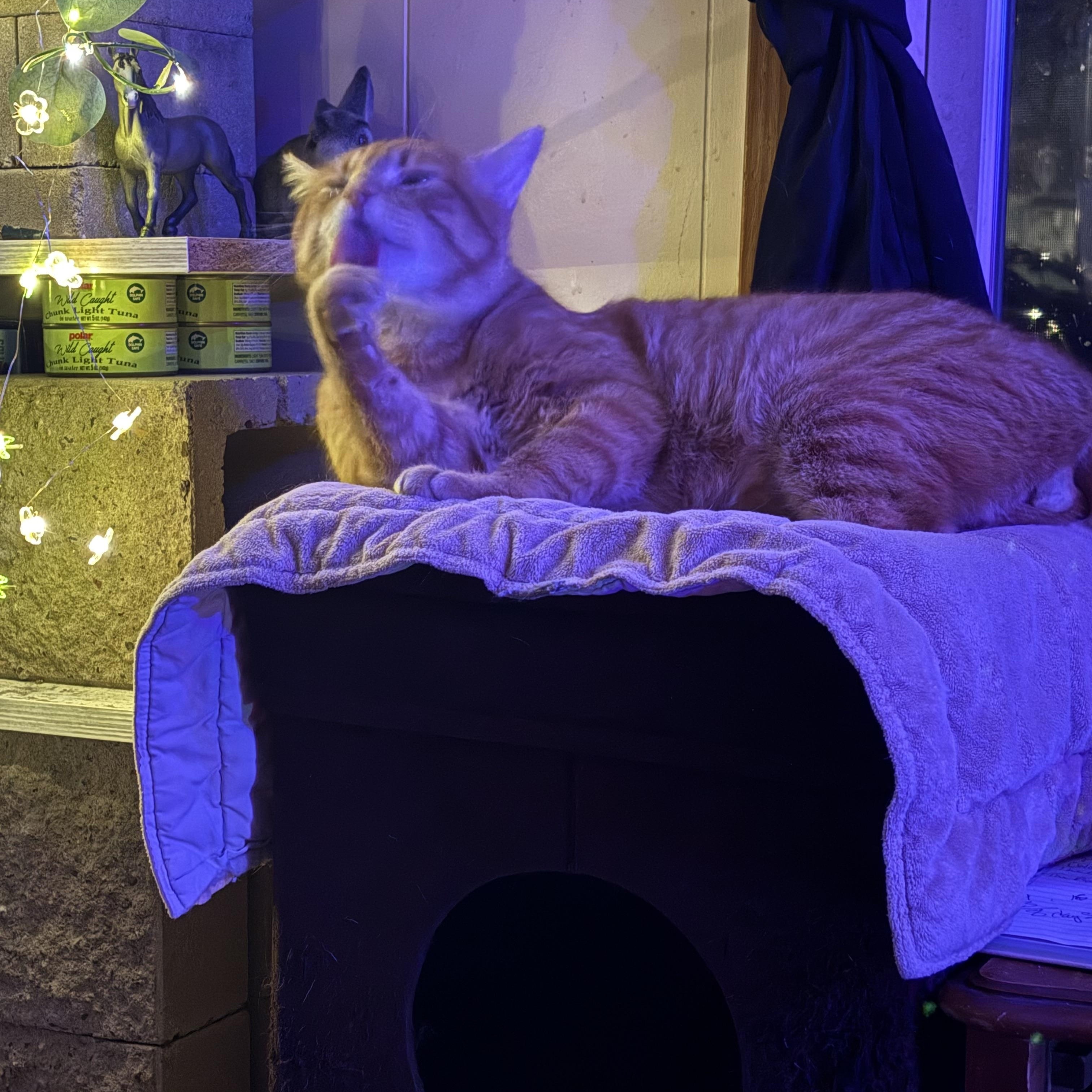 Enlarge Clyde, a Adoptable Domestic Short Hair in Woodville , WI image 5/6