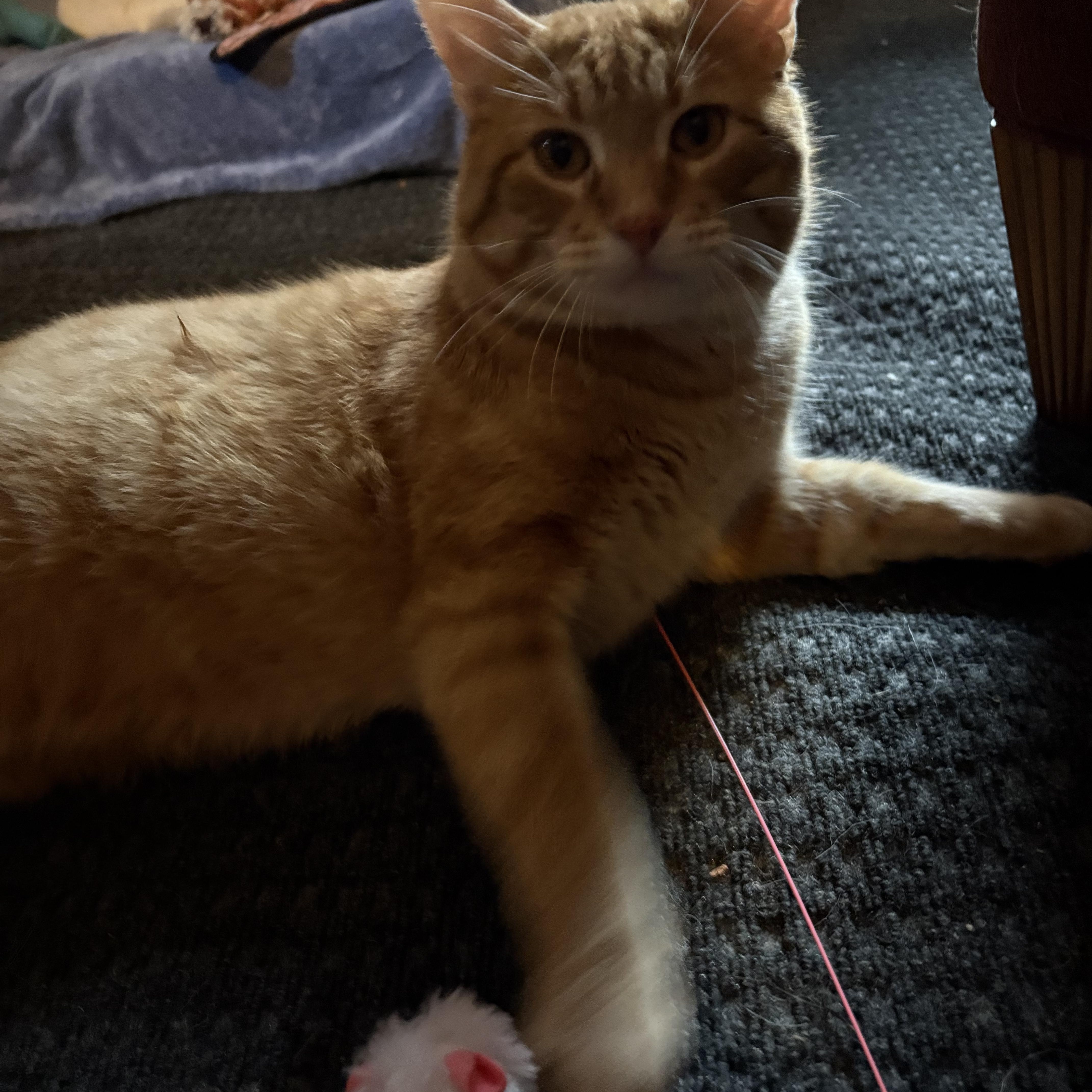 Enlarge Clyde, a Adoptable Domestic Short Hair in Woodville , WI image 2/6