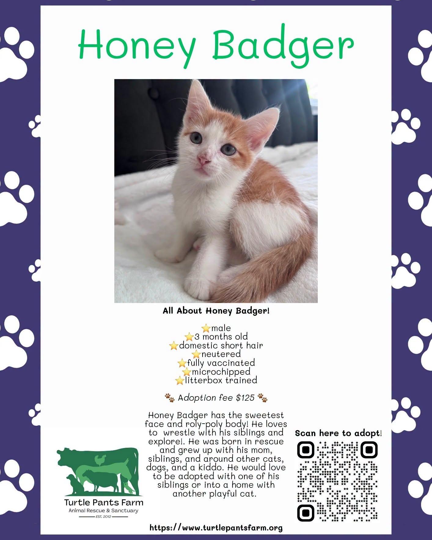 Honey Badger, Adoptable, Kitten Male Domestic Short Hair.